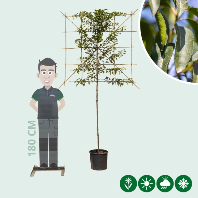Portugese laurier leiboom 120 cm