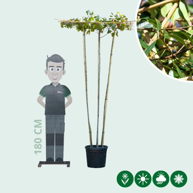 Glansmispel dakvorm meerstammig