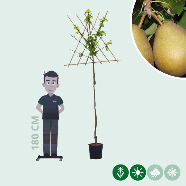 Pyrus c. 'Beurré Hardy' hoogstam leiboom