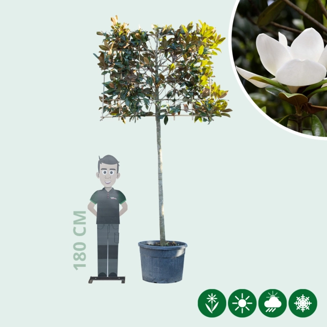 Leimagnolia 200 cm