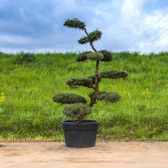 Grove den bonsai #140