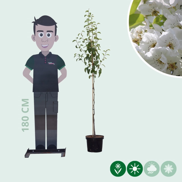 Pyrus c. 'Clapp's Favorite'