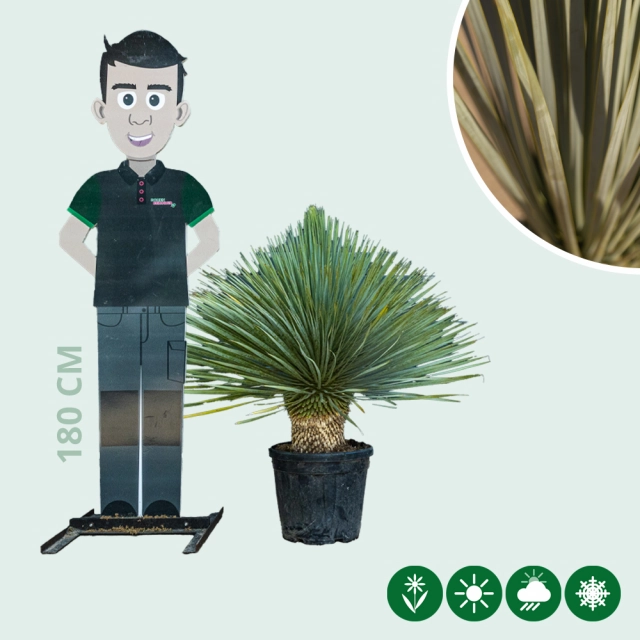 Yucca rostrata palmlelie