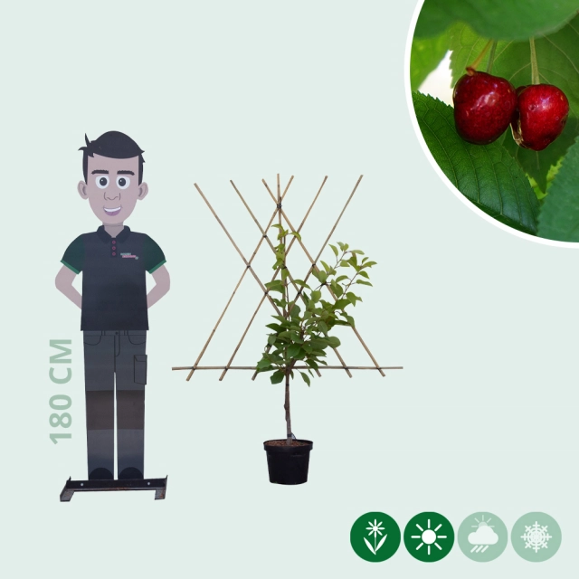 Prunus a. 'Stella' laagstam leiboom