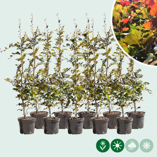 Rode beukenhaag per meter dubbele rij