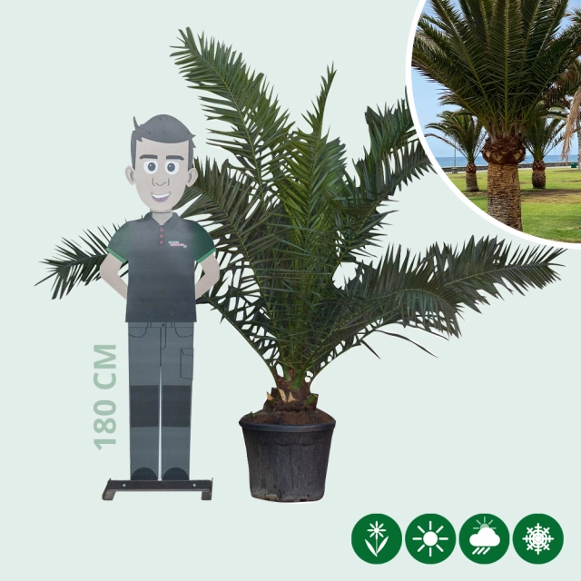 Dadelpalm 175 cm