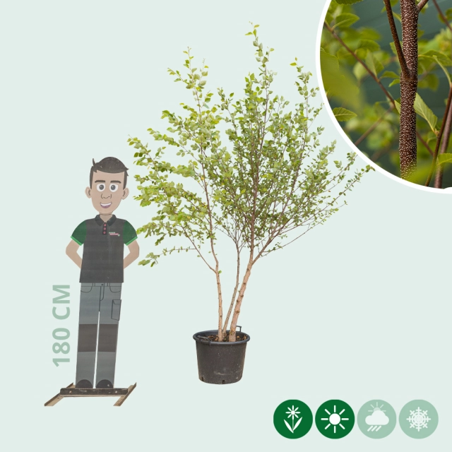 Zwarte berk meerstammig