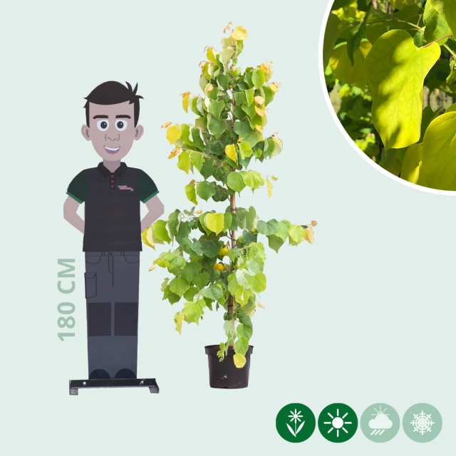 Judasboom 'Hearts of Gold'