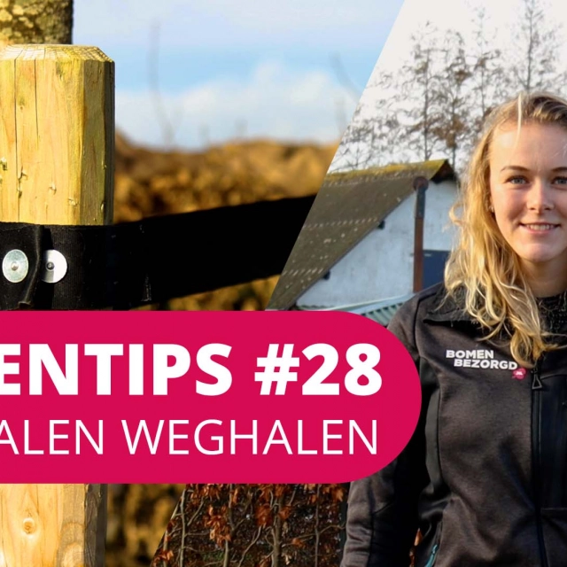 Bomentip #28 | Boompalen weghalen