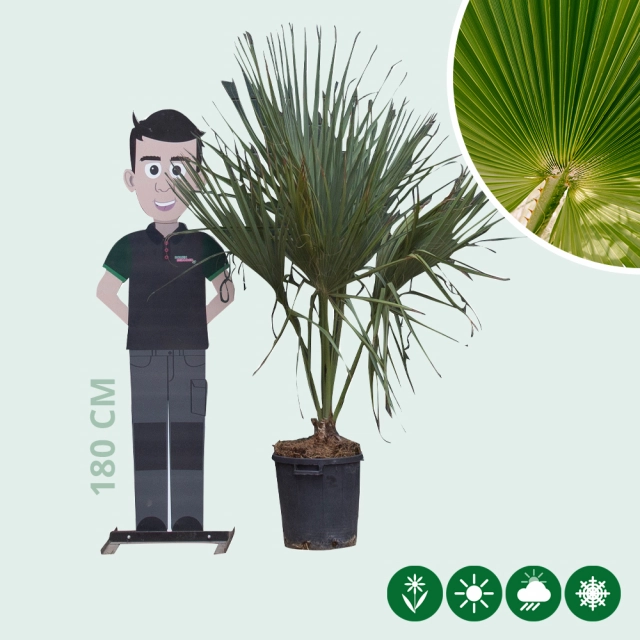 Dwergpalm 'Palmetto'