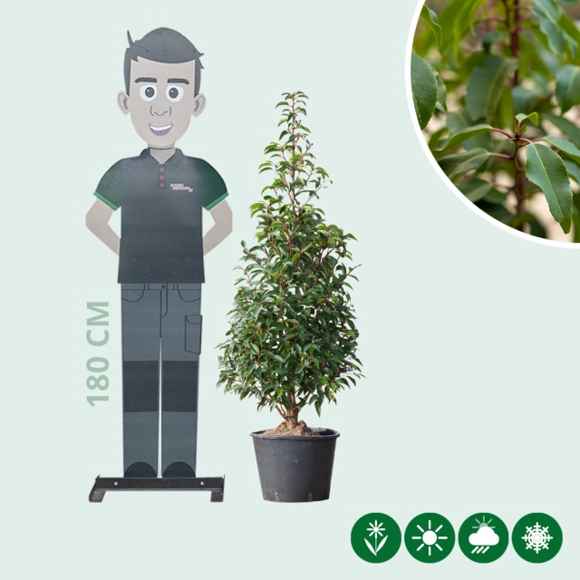 Portugese laurierhaag 125 cm