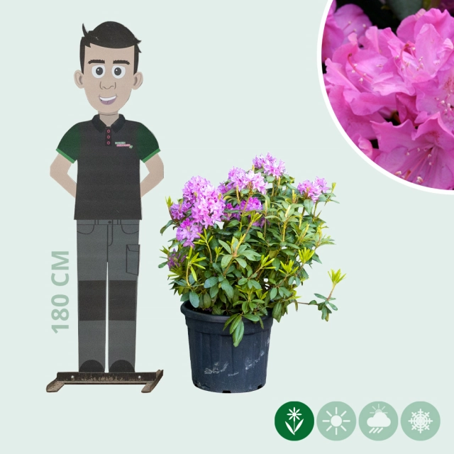 Rhododendron Roseum elegans