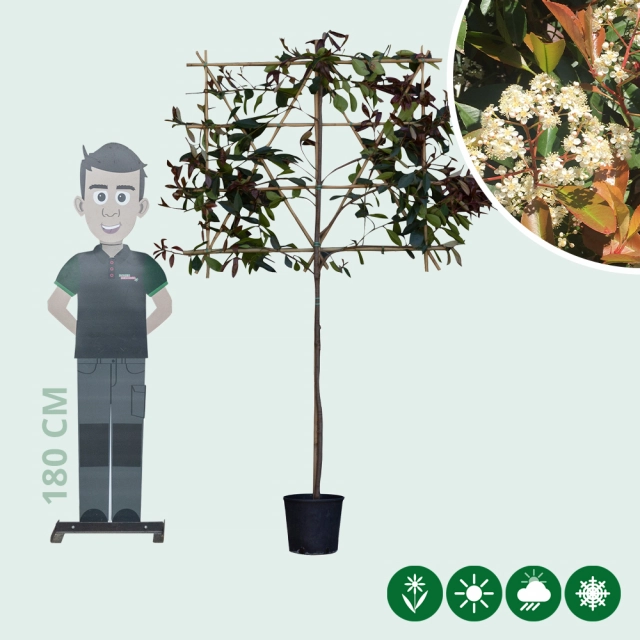 Glansmispel leiboom 120 cm