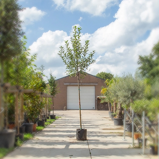 Grote appelboom Elstar