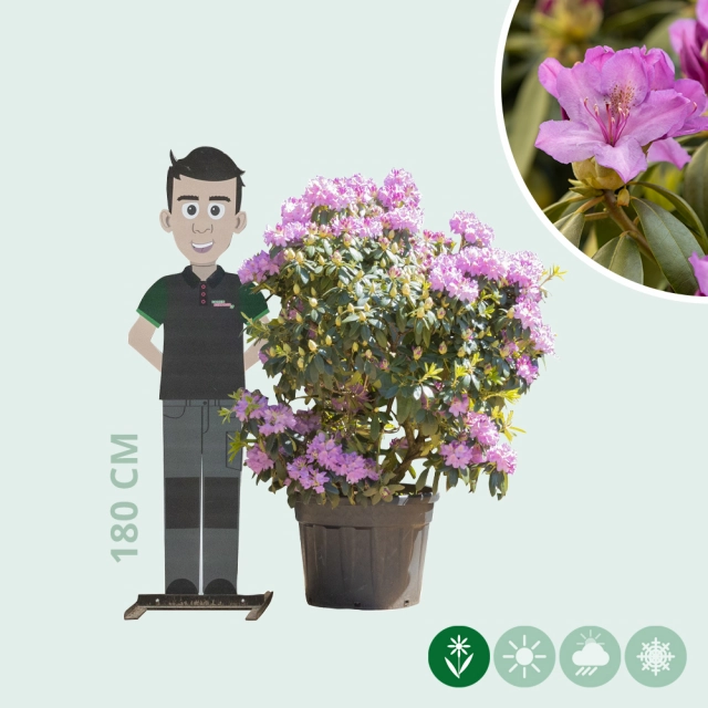 Rhododendron Catawbiense grandiflorum