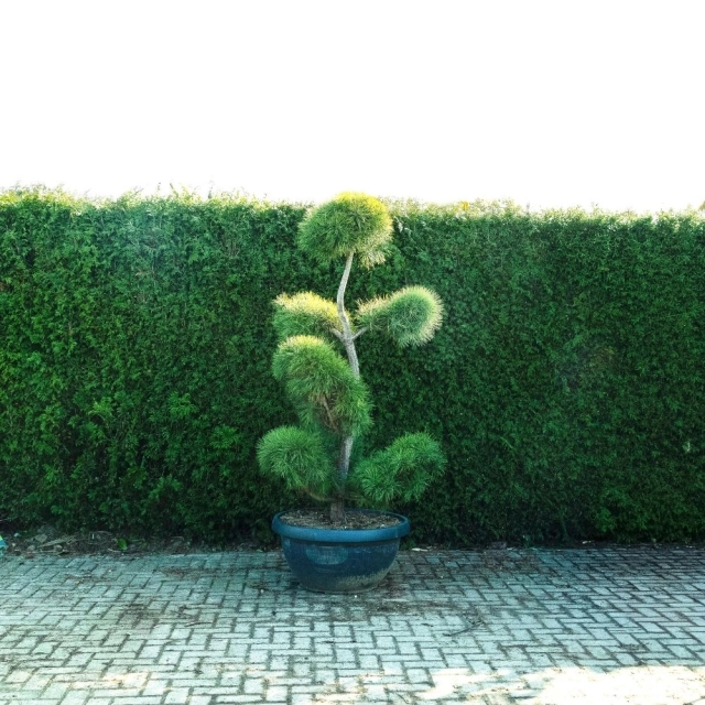 Grove den bonsai pompon #78