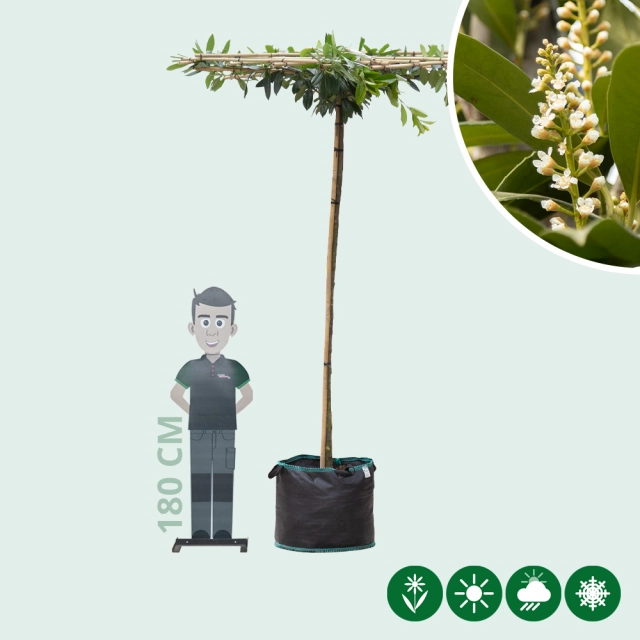 Laurierkers vierkant dak 220 cm stamhoogte