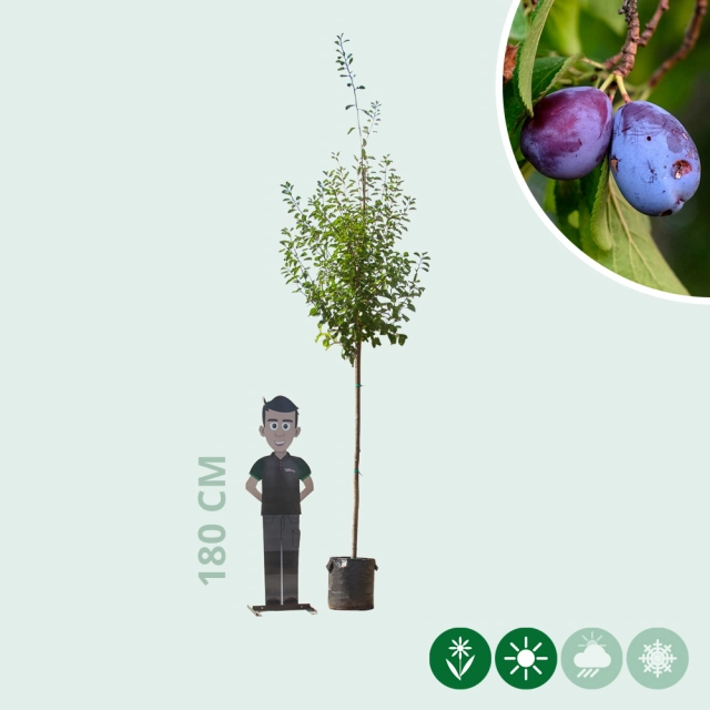 Grote pruimenboom Victoria
