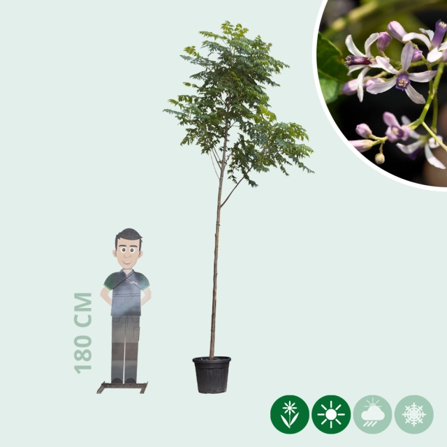 Kralenboom