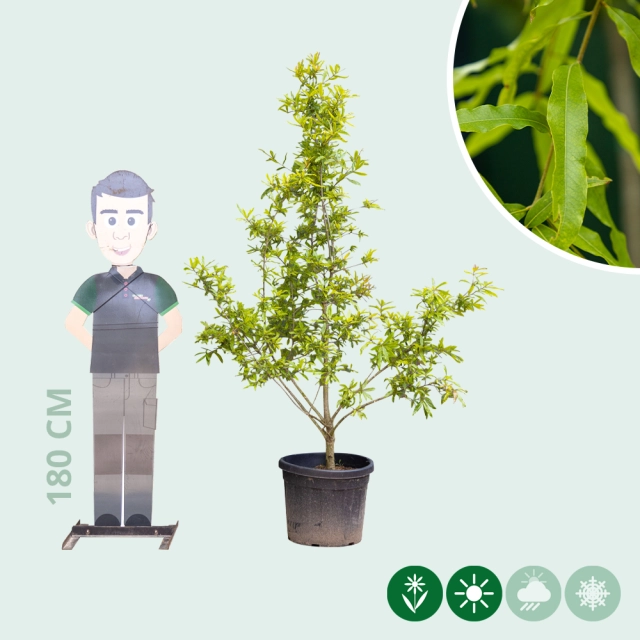 Wilgbladige eik meerstammig