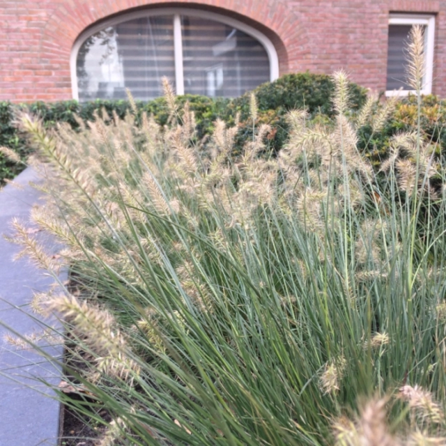 Lampenpoetsergras Hameln