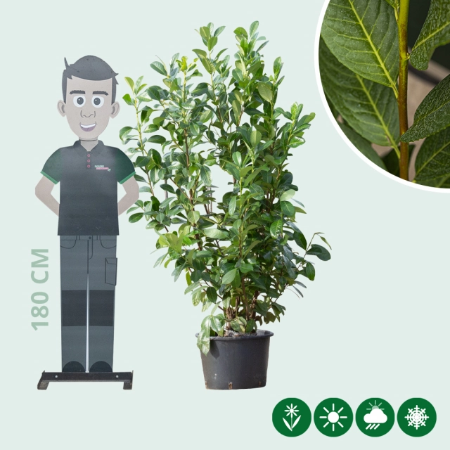 Laurierhaag 'Rotundifolia' 160 cm