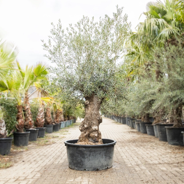 Olijfboom 'Bonsai' #191