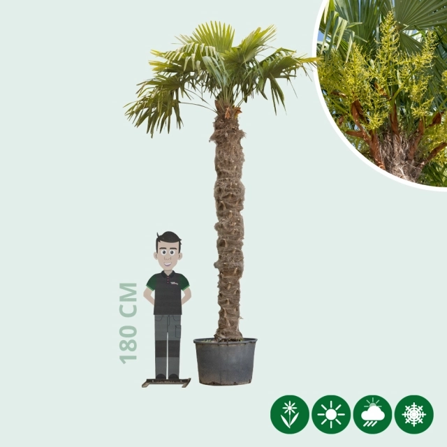 Chinese waaierpalm 280 cm stamhoogte
