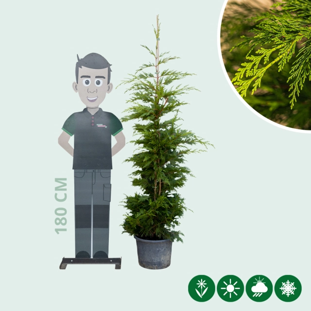 Leylandconifeer 150 cm