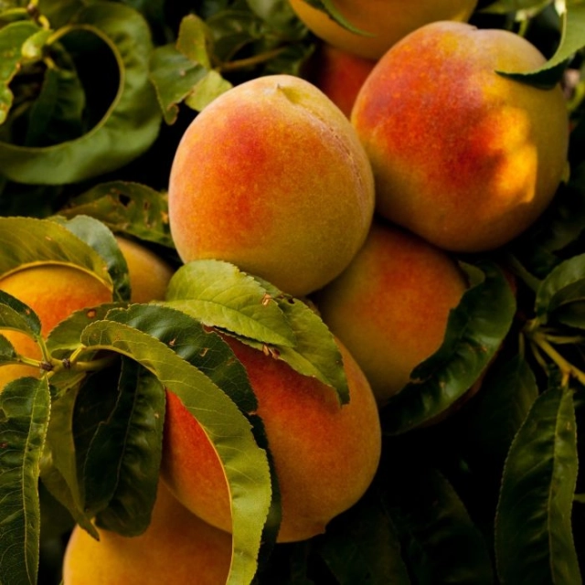 Perzik 'Champion' halfstam leiboom