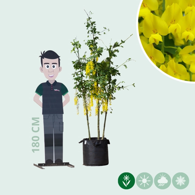 Gouden regen meerstammig