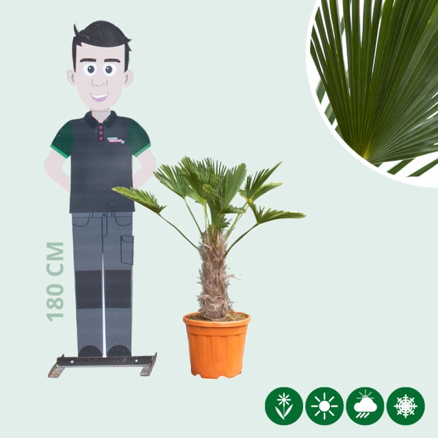 Wagner palm 20 cm stamhoogte