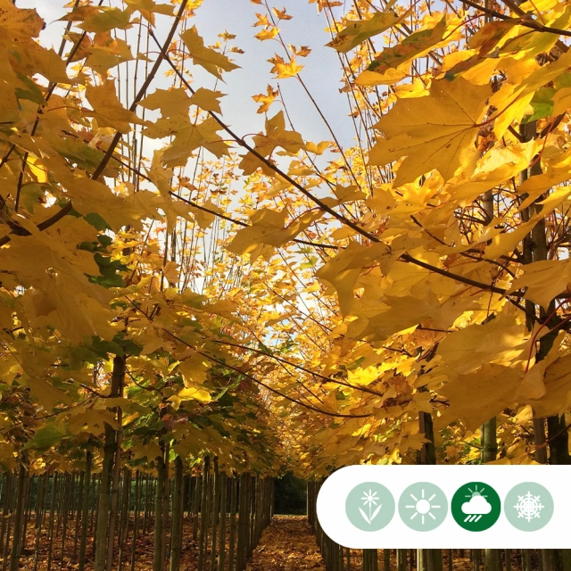 Hoe maak je je tuin herfstklaar?