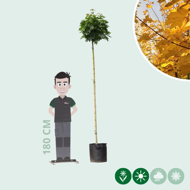 Groene bol esdoorn 220 cm stamhoogte