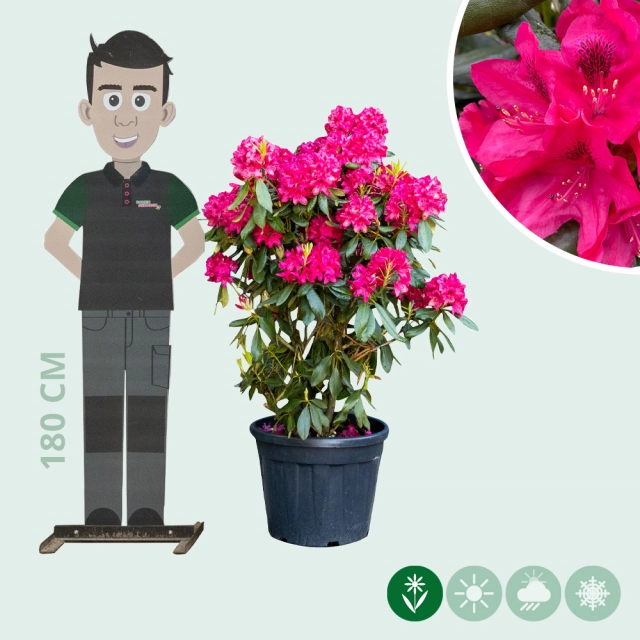Rhododendron Nova Zembla