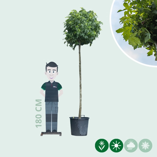 Amberboom bolvorm 220 cm stamhoogte