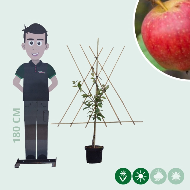 Malus d. 'Notarisappel' laagstam leiboom