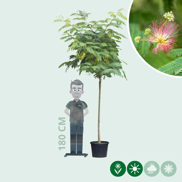 Perzische slaapboom