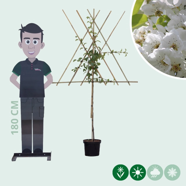 Pyrus c. 'Clapp's Favorite' halfstam leiboom