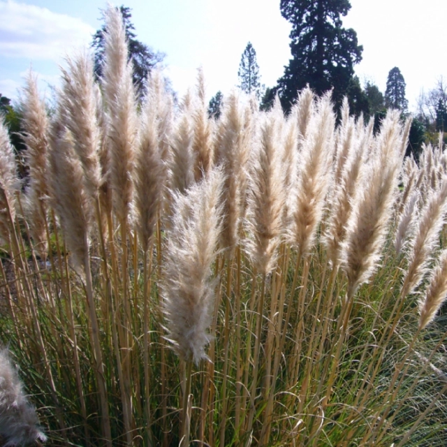 Pampas gras