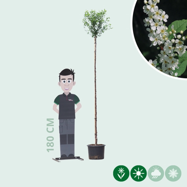 Bol sierkers 220 cm stamhoogte