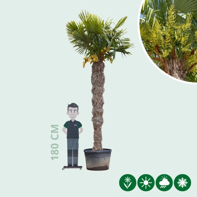 Chinese waaierpalm 240 cm stamhoogte