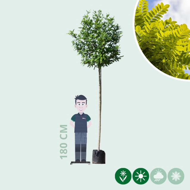 Bol acacia 220 cm stamhoogte