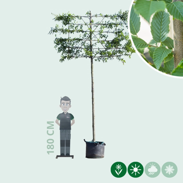 Zuil leihaagbeuk 240 cm