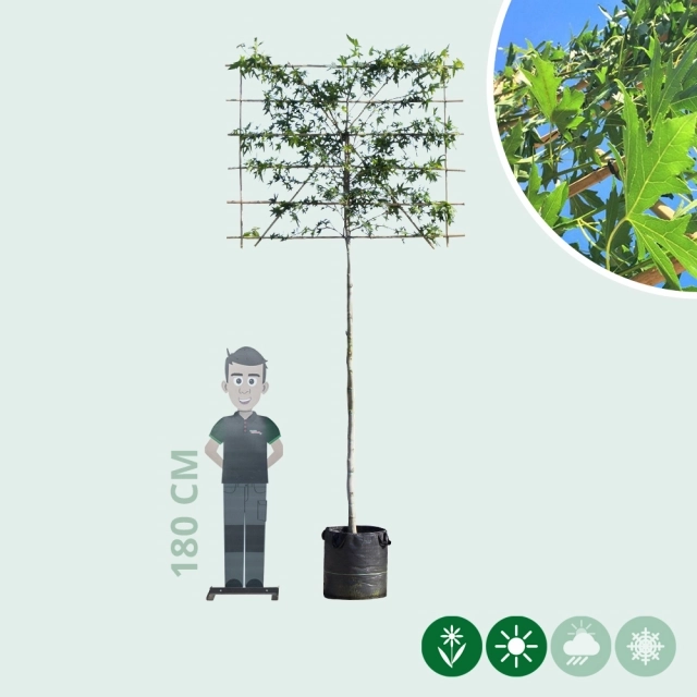 Lei amberboom 200 cm