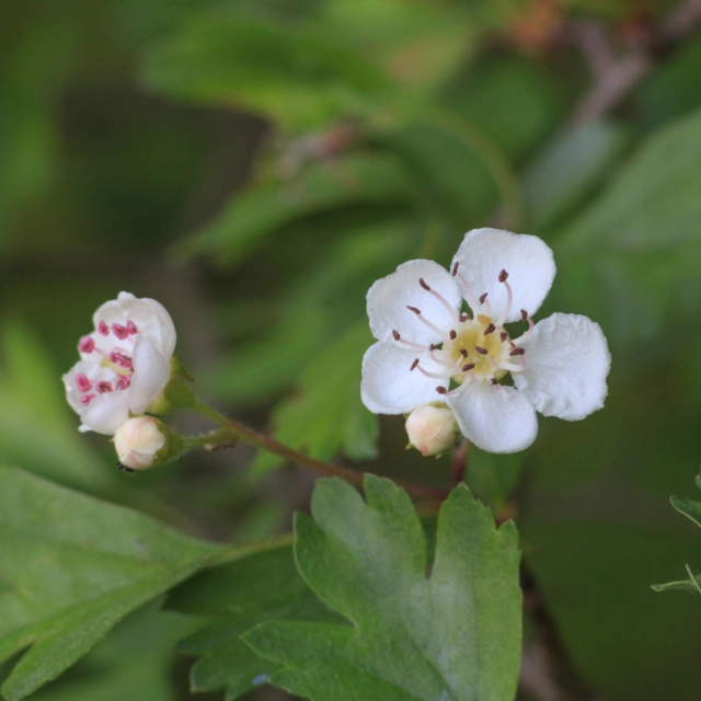Meidoorn haag 100 cm