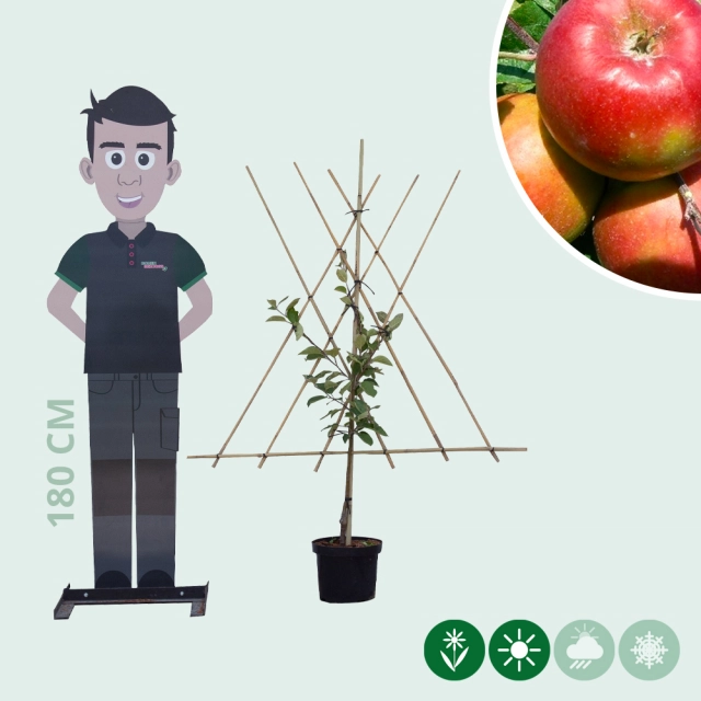 Malus d. 'Santana' laagstam leiboom