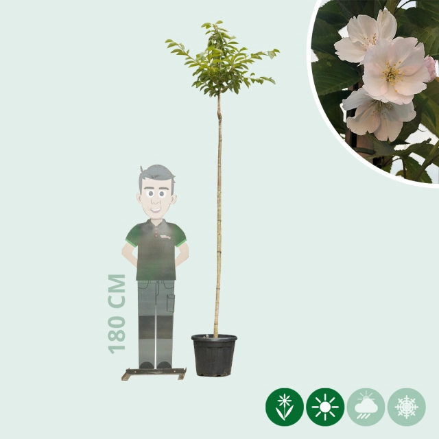 Japanse sierkers 'Yedoensis'