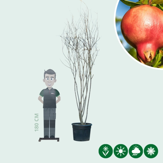 Granaatappelboom meerstammig