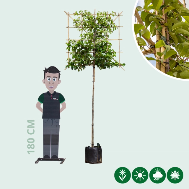 Portugese laurier 'Tico' leiboom 150 cm